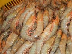 農業農村部研究部署產地水產品獸藥殘留專項整治行動